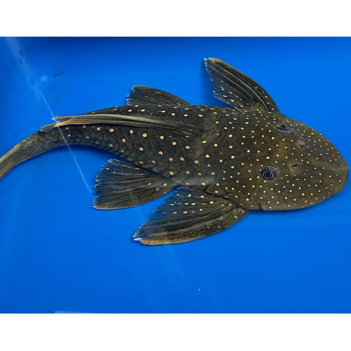 Hypostomus Luteus 22-24 cm Fase 2